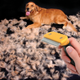 Illustration for article titled Pull Your Dogs Hair Out with the Pet Furminator